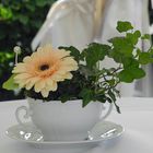 Efeusuppe mit Gerbera