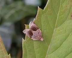 Efeuwickler (Clepsis dumicolana)