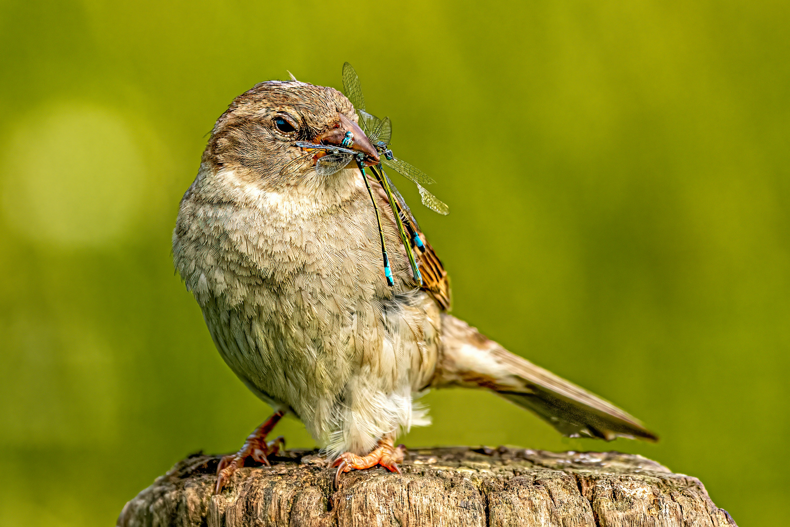 Effektivität - Spatz mit 3 Libellen