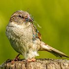 Effektivität - Spatz mit 3 Libellen