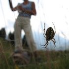 Effet avec une araignée et sa toile...