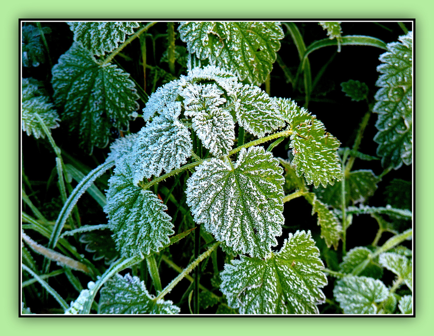 EFFET - DE - GIVRE - 2 -