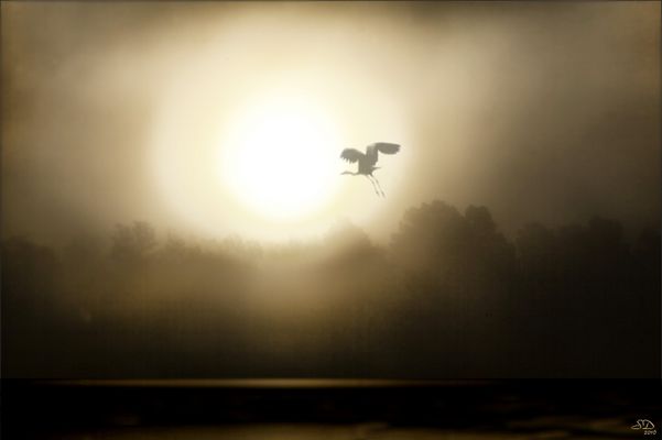 Effet flare dans la brume matinale