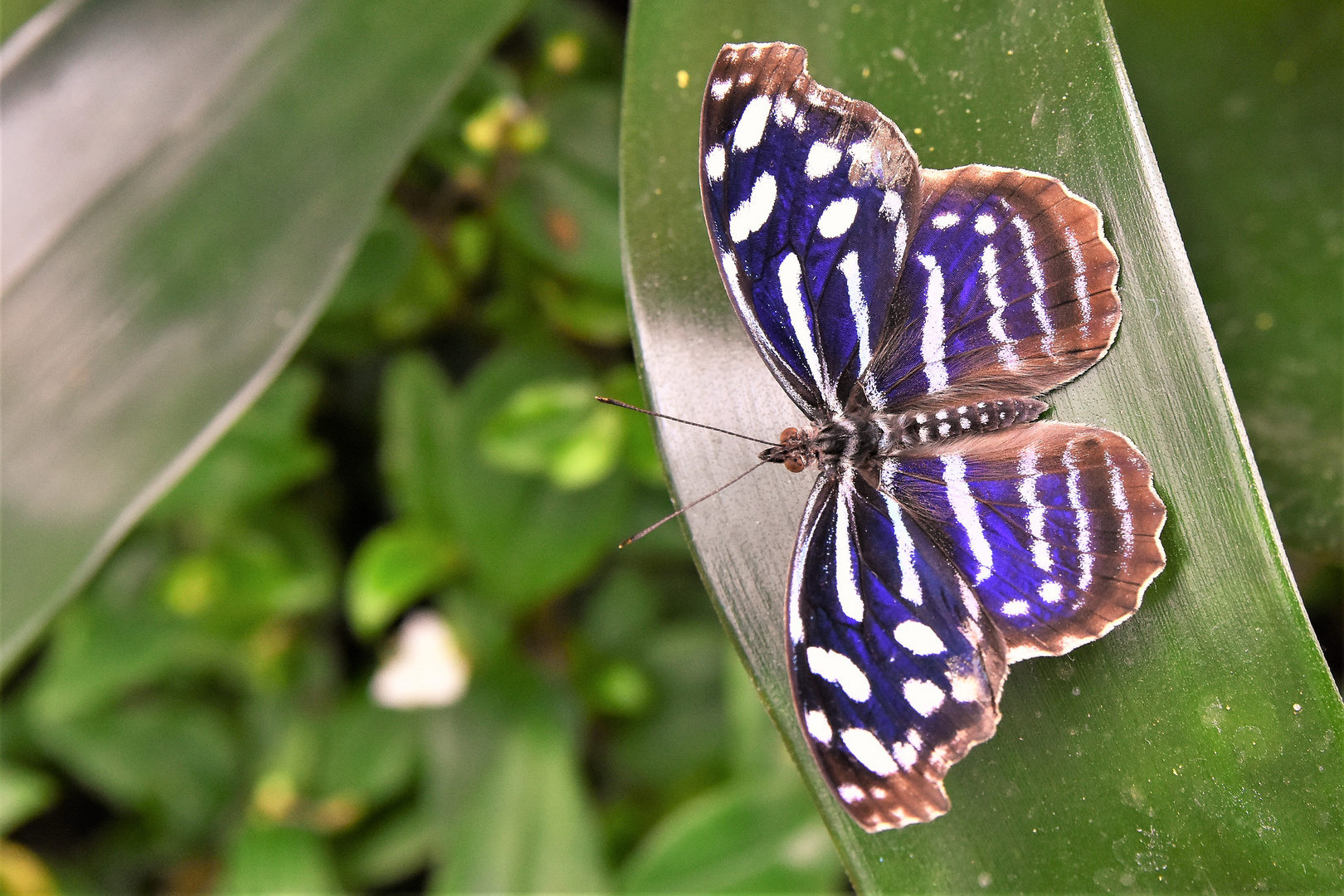 Effet papillon