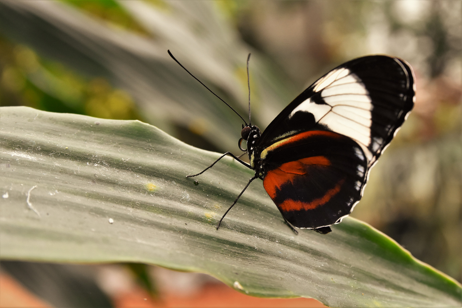 Effet papillon