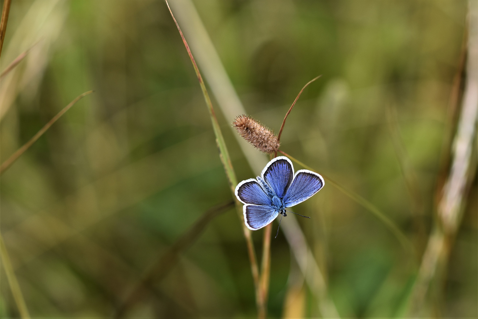 Effet papillon