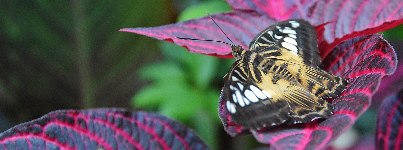 Effet papillon....