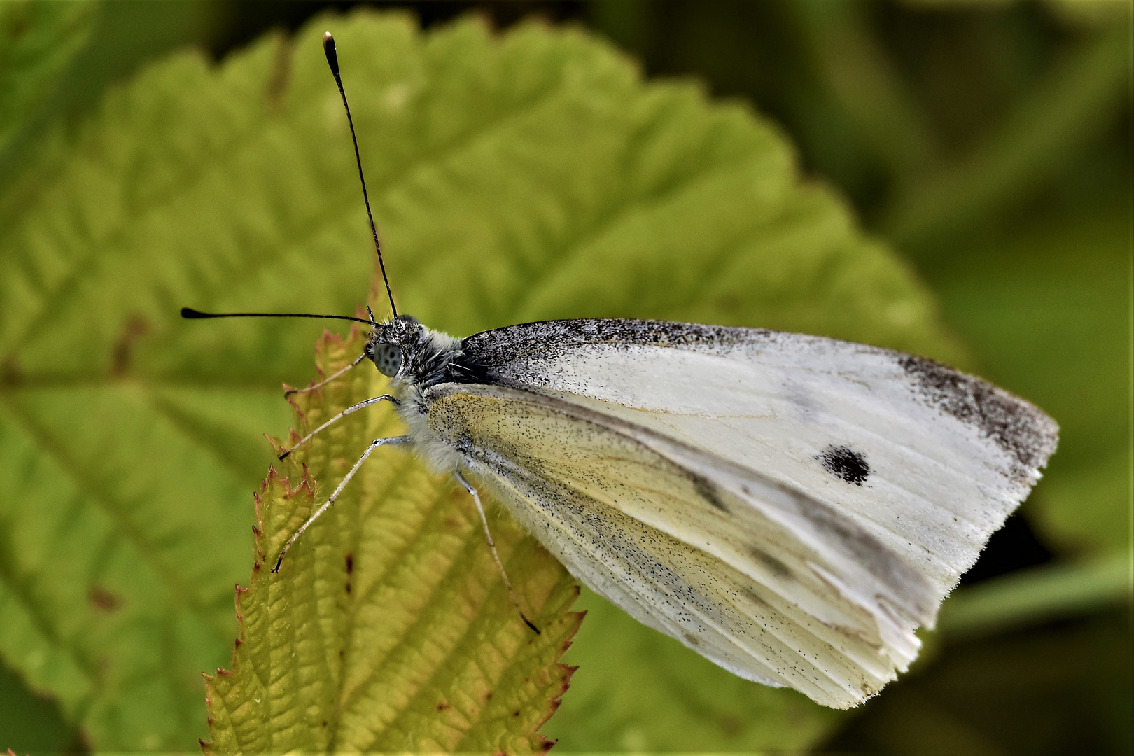 Effet papillon