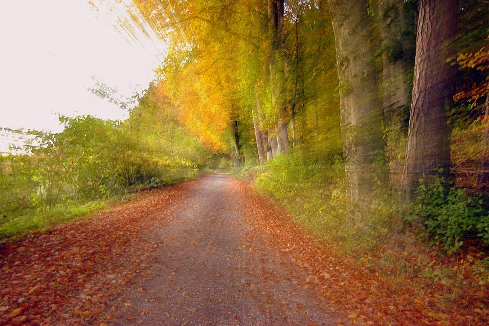 effetto veloce di bosco autunnale