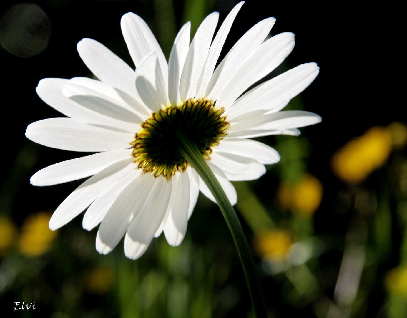 Effeuiller la marguerite