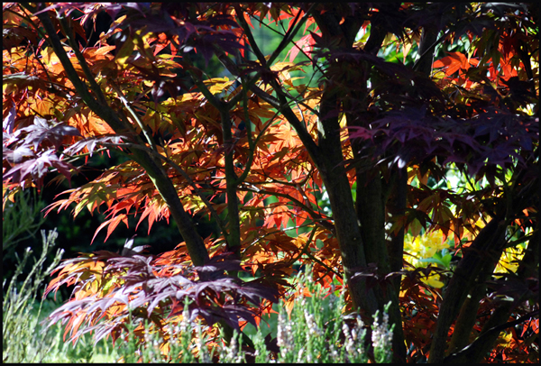 Effusion de couleurs. von delmelle 