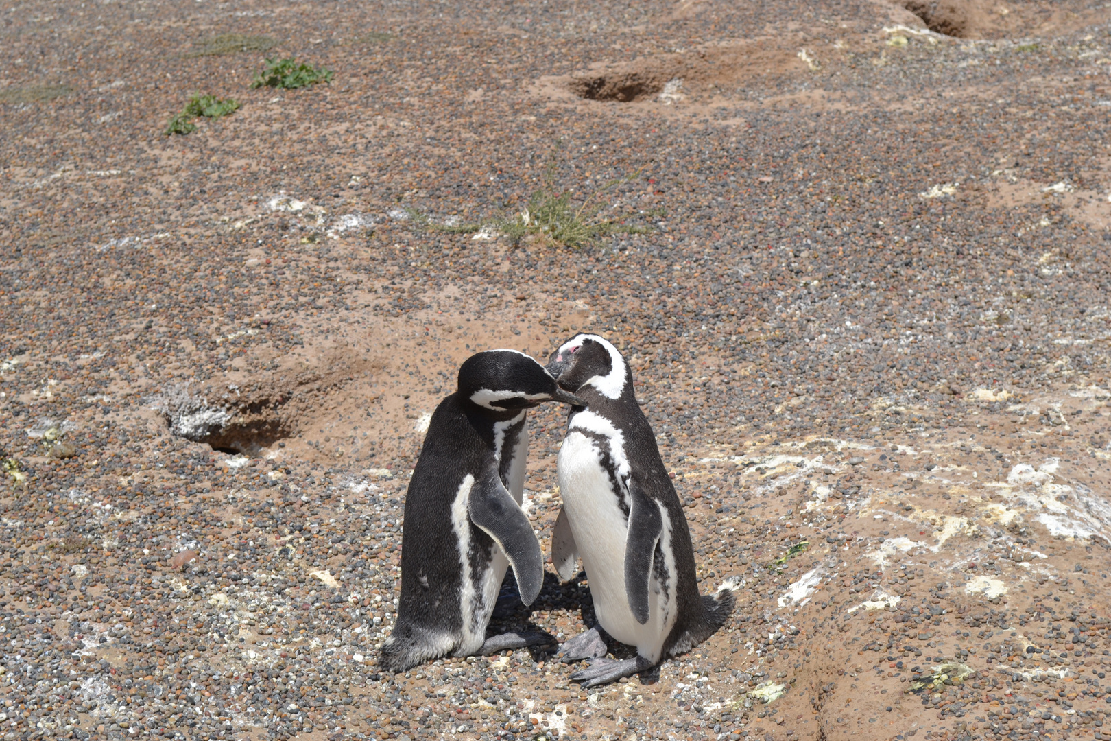 Effusioni fra pinguini nella penisola di Valdés