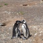 Effusioni fra pinguini nella penisola di Valdés