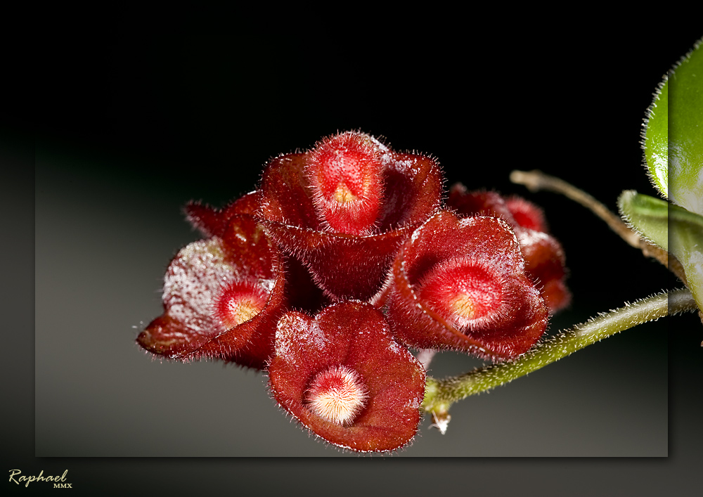 ega Erfurt - Orchideenhaus 2