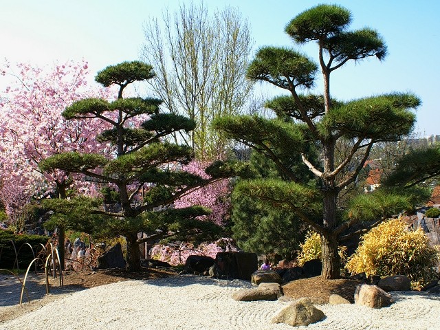 Japanischer Garten Ega ega japanischer garten foto bild pflanzen pilze Japanischer Garten Ega ega japanischer garten foto bild pflanzen pilze