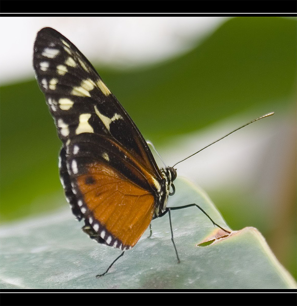 Ega - Schmetterling - 1 - Heliconius hecale