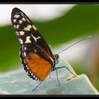 Ega - Schmetterling - 1 - Heliconius hecale