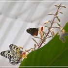 Ega - Schmetterling - 2 - Heliconius hecale / Idea leuconoe