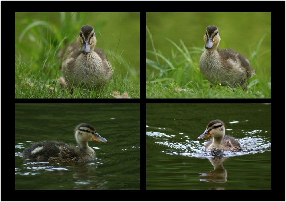 Egal ob an Land oder im Wasser...