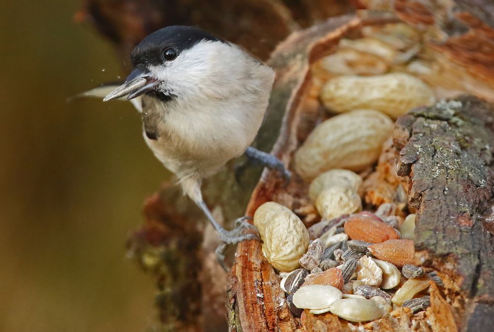 "Egal ob SUMPF oder WEIDE, der Meise schmeckts"