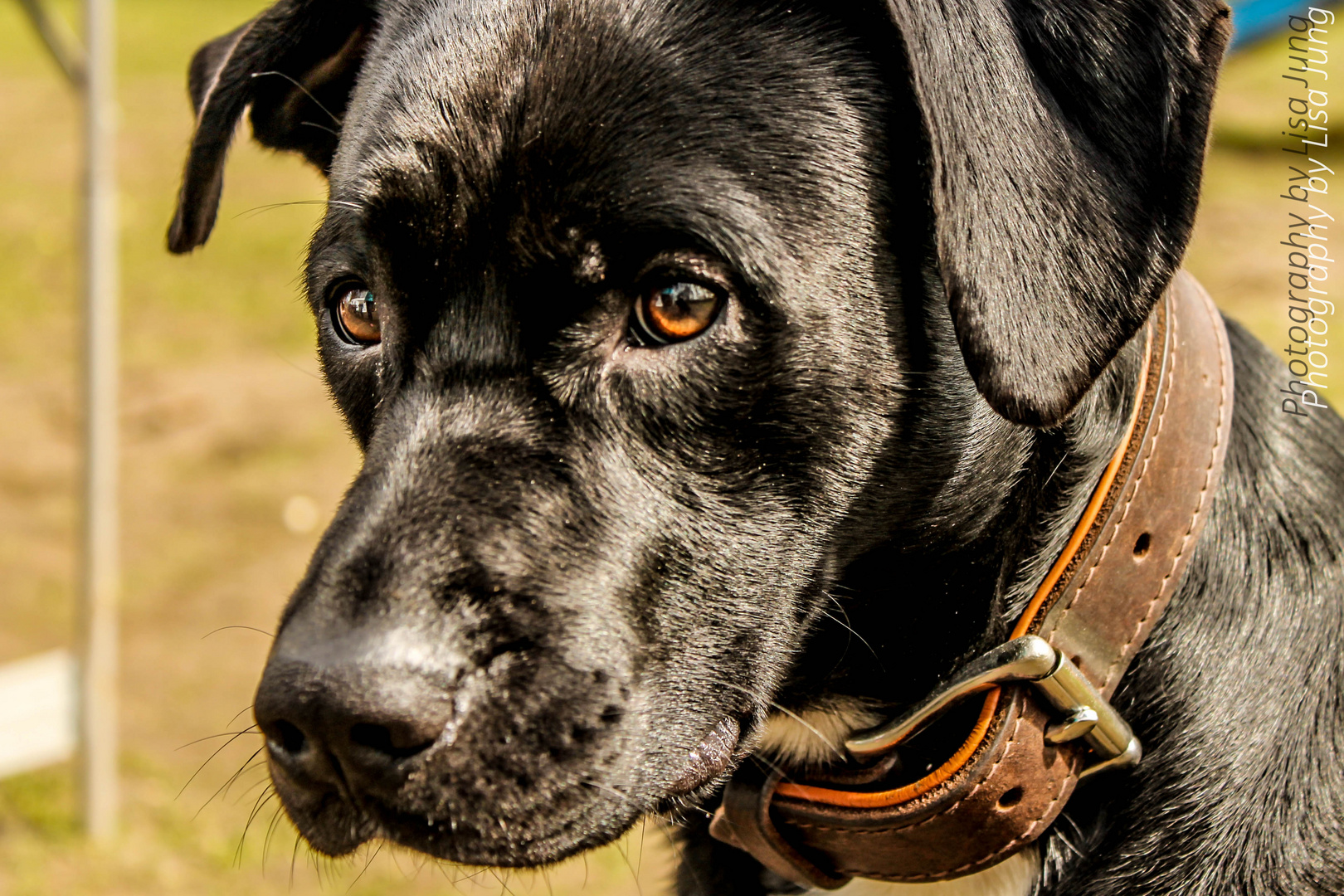 Egal wie wenig Geld und Besitz du hast, einen Hund zu haben, macht dich reich!