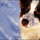 Egal wie wenig Geld und Besitz du hast, einen Hund zu haben, macht dich reich.