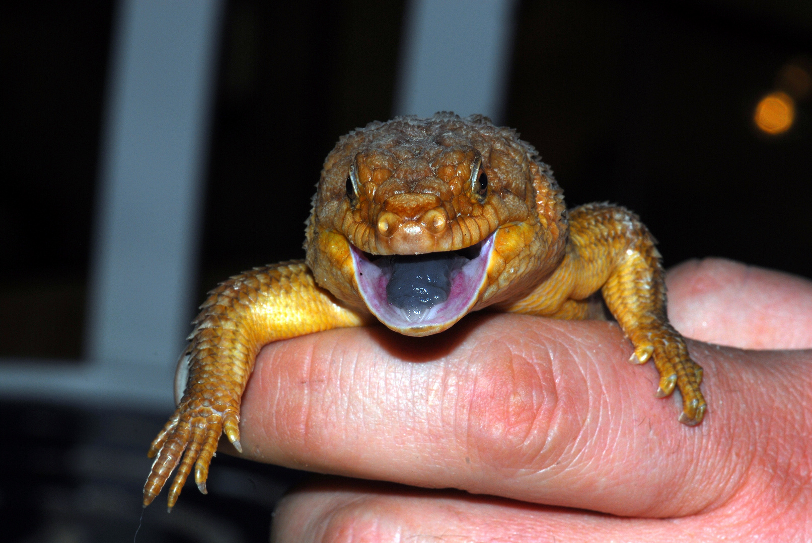 Egernia stokesii