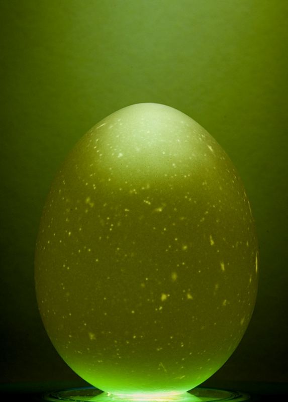 Egg