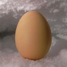 egg on ice