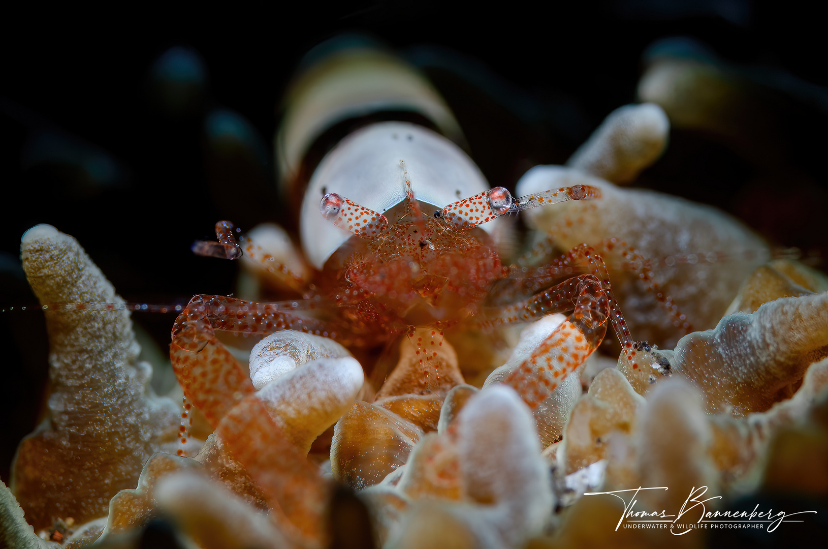 Egg Shell Shrimp (Hamopontonia fungicola)