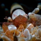 Egg Shell Shrimp (Hamopontonia fungicola)