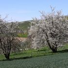 Eggener Tal - Kirschblüte im Markgräflerland