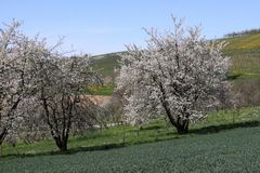 Eggener Tal - Kirschblüte im Markgräflerland