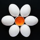 Eggflower