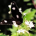 eggfly (male)