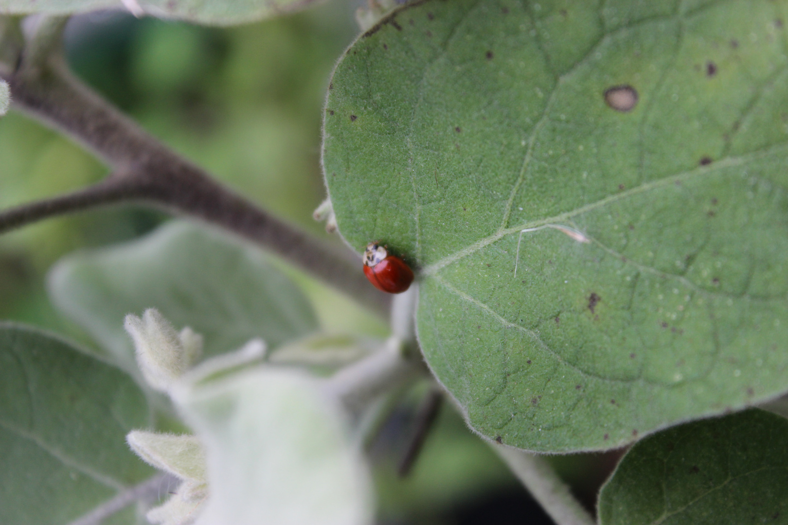 Eggplant leaves and visitor