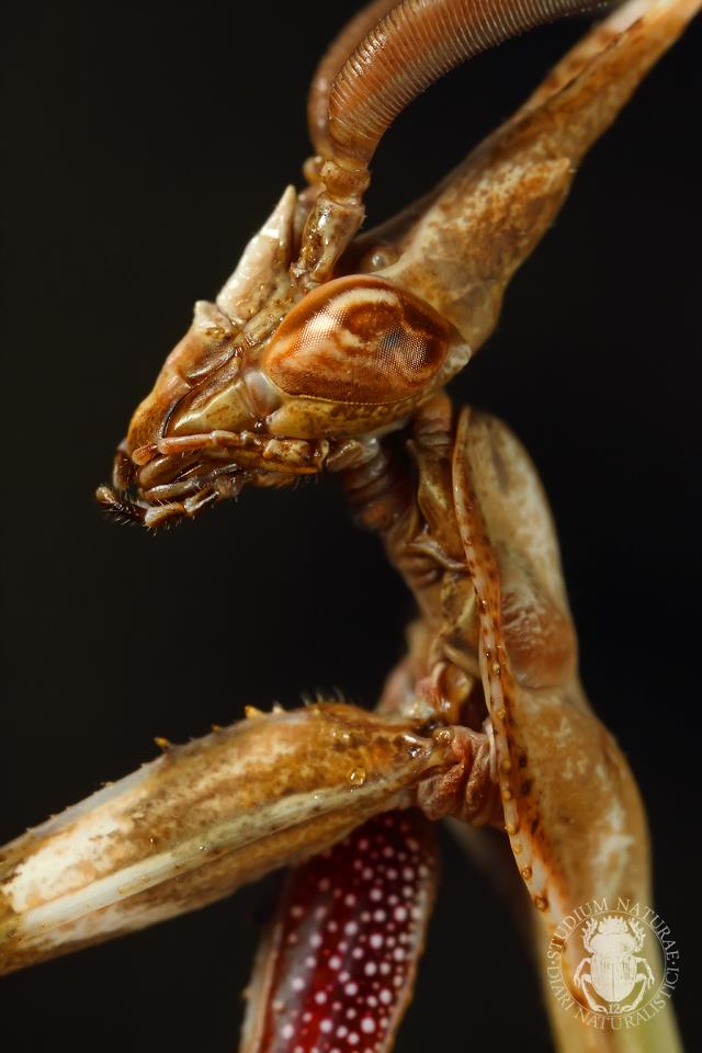 Egiptian pose for Empusa pennata (male)