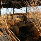 Egitto: pastori in ovile