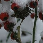 églantier sous la neige