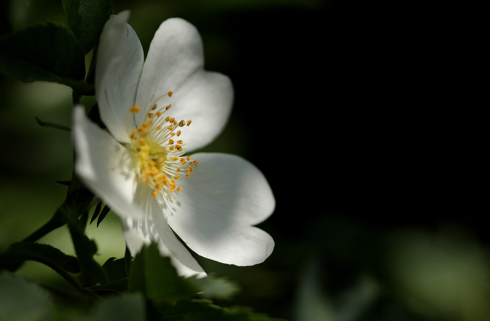 églantine