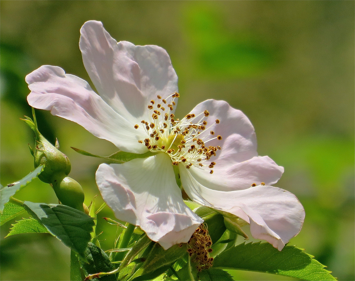 ...églantine rose !!!..