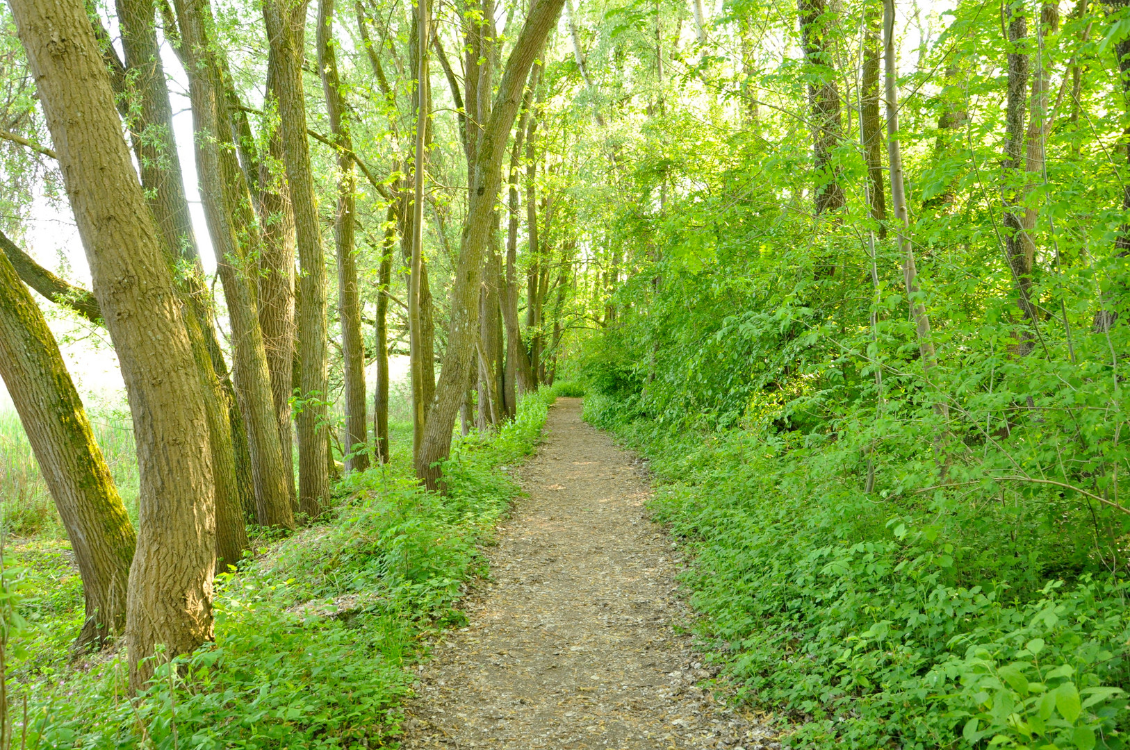 Egnacher Wald