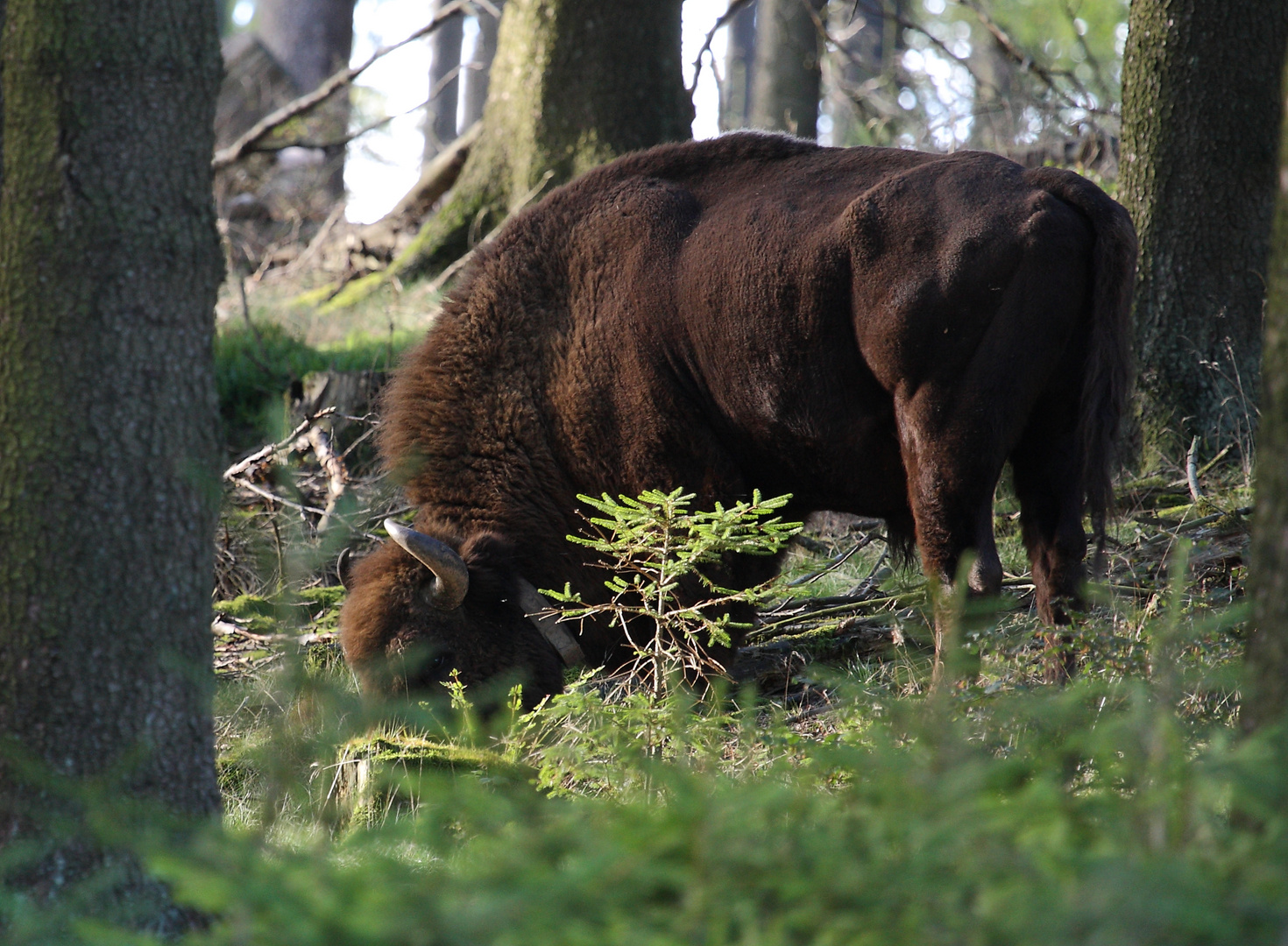 Egnar im Wald