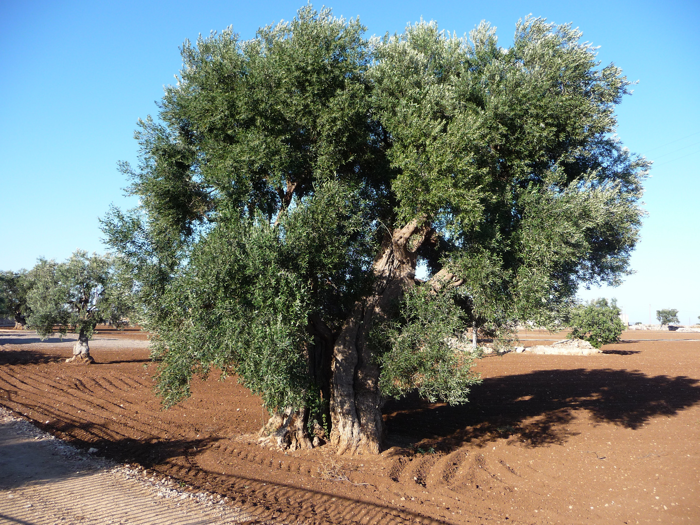 Egnazia