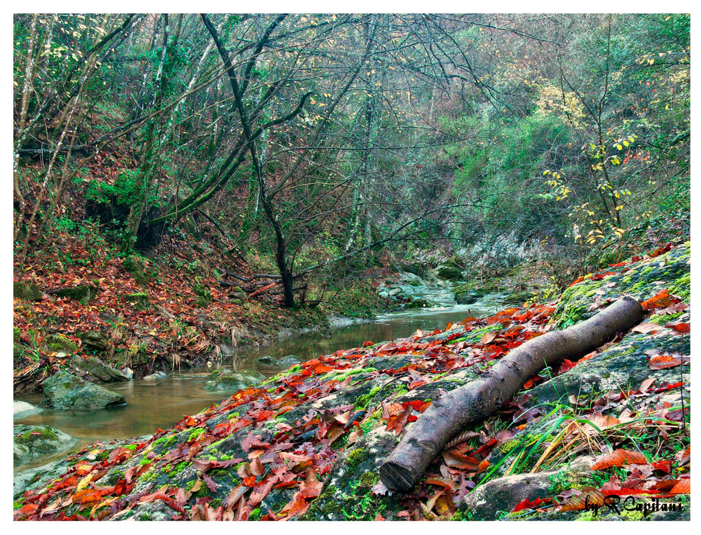 "Egola" (Un piccolo torrente nel bosco)