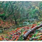 "Egola" (Un piccolo torrente nel bosco)