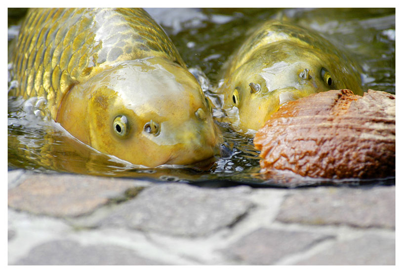 EGON und JUNIOR beim Frühstück