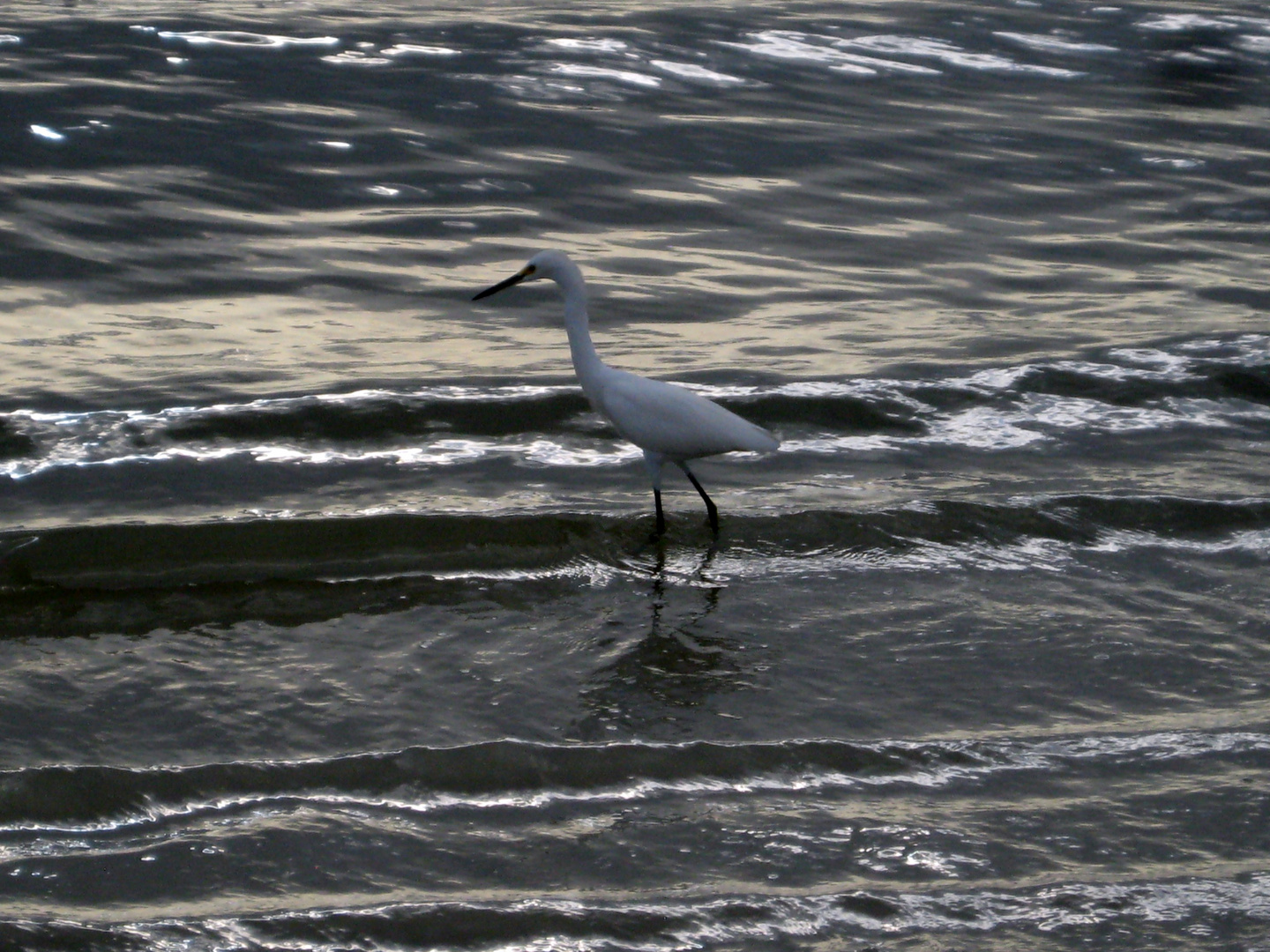 Egret