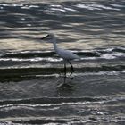 Egret