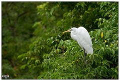 Egret